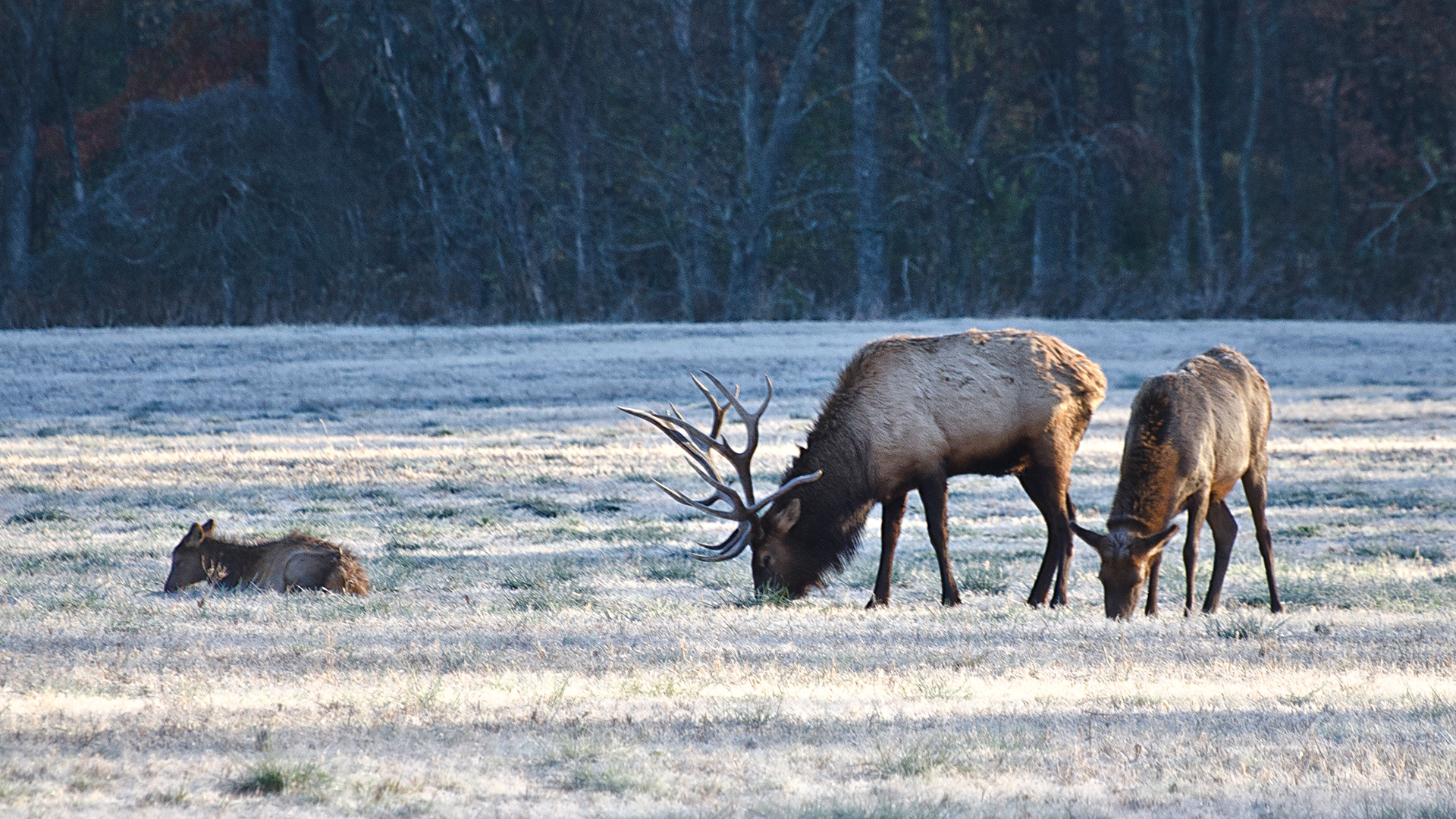 Elk Family Morning