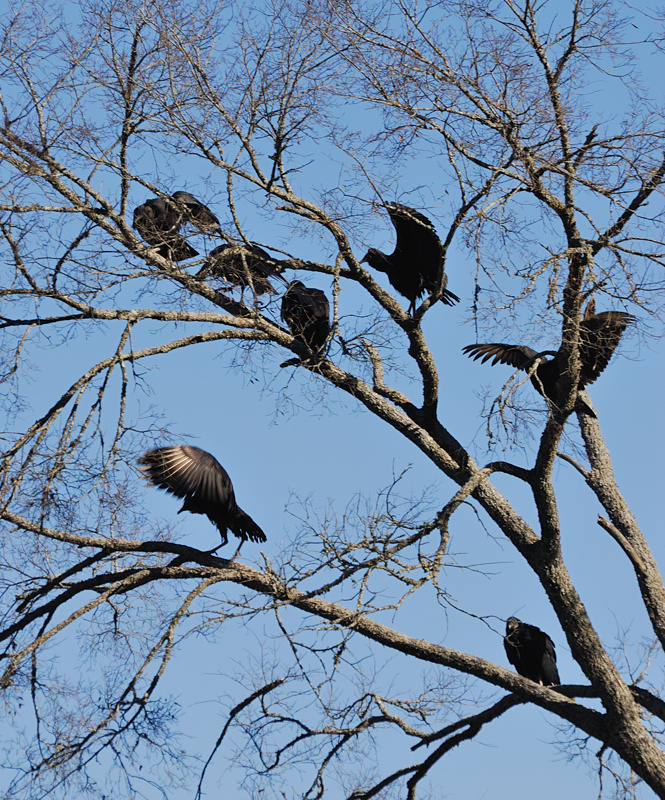 Seven Vultures